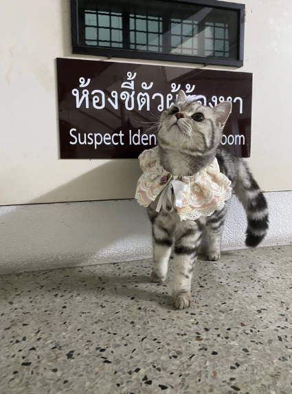 Polisə hücum edən pişik həbs olundu, pəncə izləri alındı