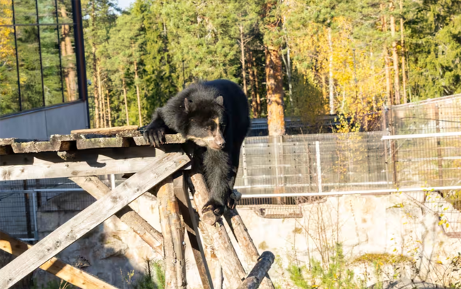 Finlandiyada zoopark 1 avroya satıldı