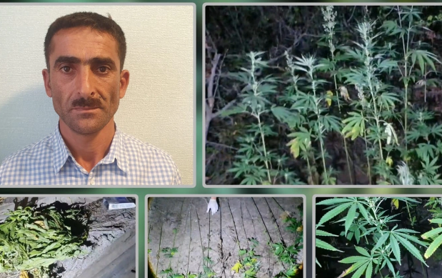 Lerikdə meşə massivində çətənə kolları yetişdirən şəxs saxlanılıb