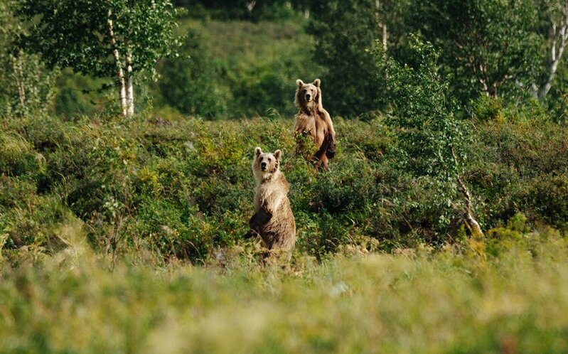 Slovakiyada insanlar üçün təhlükə yaradan 60-dan çox ayı zərərsizləşdirilib