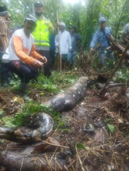 Dərman almağa gedən qadın pitonun qarnından TAPILDI - FOTO+VİDEO