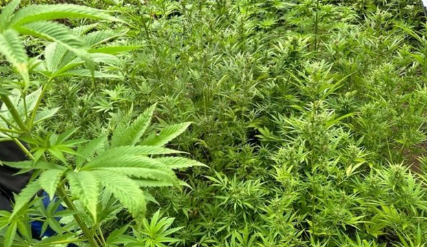 Şəmkirdə 25 tona yaxın çətənə bitkisi məhv edilib