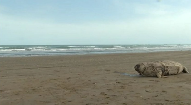 Novxanı sahilində aşkarlanan suitilər güllələnib? (VİDEO)