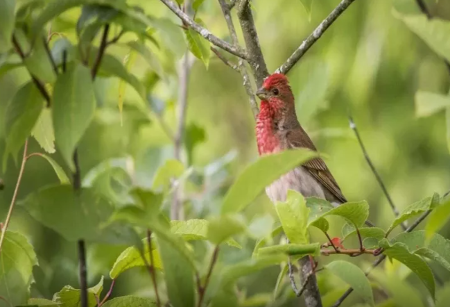 Quş və gəmiricilərdən bağınızı necə qorumaq olar? - Effektiv təbii üsullar