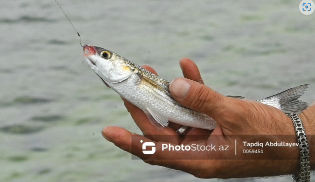 Balıq ovu qadağasının bitməsi bazarda qiymətləri endirəcək
