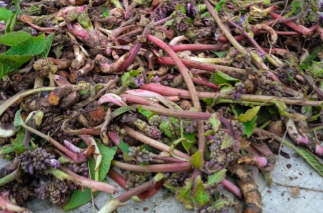 Yol kənarında bitən MÖCÜZƏ