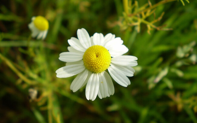 Həm çiçəkdir, həm dərman