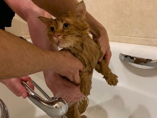 Deputat pişiyini özünə köməkçi təyin etdi - FOTO