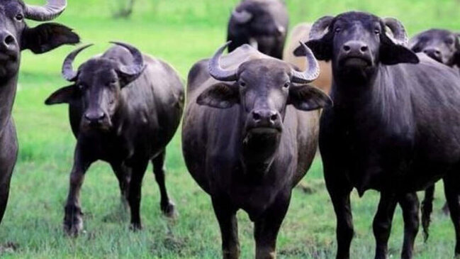 Camışların sayında kəskin azalma: Restoranlarda mal əti adı ilə təqdim olunur?