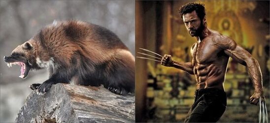 Qoruğun kamerası çox nadir görünən heyvanı qeydə aldı - FOTO/VİDEO