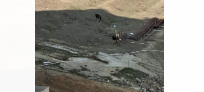 Masazırda yaşayan sakinlər sahibsiz itlərə görə ŞİKAYƏTÇİDİR: "Qobudakı hadisə təkrarlanmasın" -FOTO