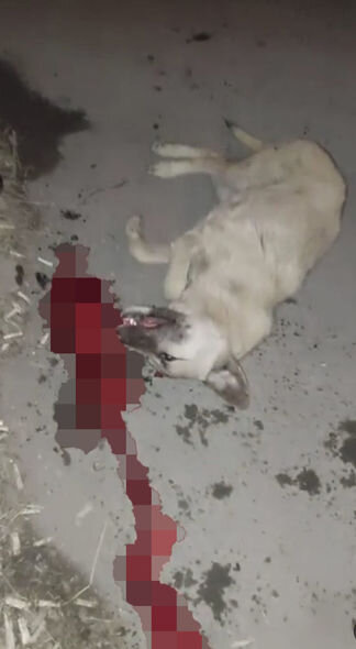 Zaqatalada küçə itlərinin öldürülməsi ilə bağlı AÇIQLAMA - YENİLƏNİB + FOTO/VİDEO