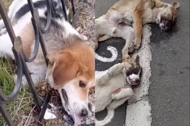 Zaqatalada küçə itlərinin öldürülməsi ilə bağlı AÇIQLAMA - YENİLƏNİB + FOTO/VİDEO