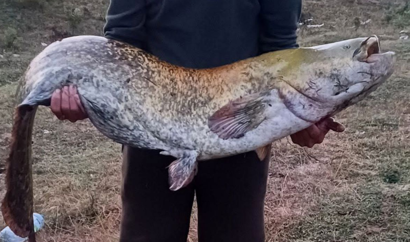 Həvəskar balıqçı 35 kiloqramlıq nəhəng balıq tutub
