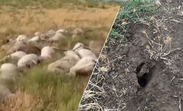 Dağıstanda çoban öz sürüsü ilə birlikdə öldü