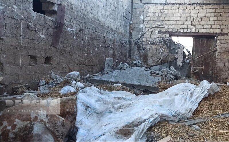 Sumqayıtda ferma uçub, 16 baş iribuynuzlu heyvan dağıntı altında qalıb
