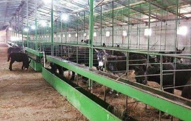 Əmisinin fermasından görün nələr apardı? - VİDEO