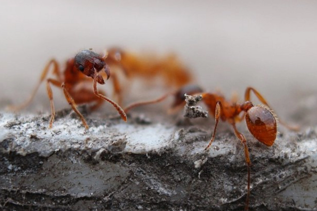 İki yaşlı qızcığaz qarışqa dişləmələsindən ölüb