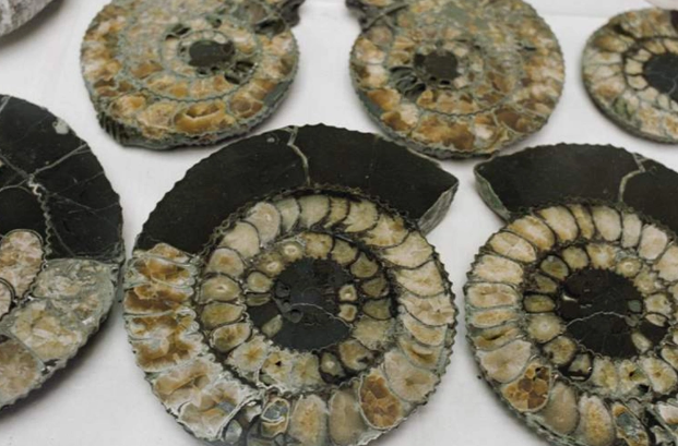 ABŞ-də 380 milyon il yaşı olan qalıqlar zibilliyə atıldı