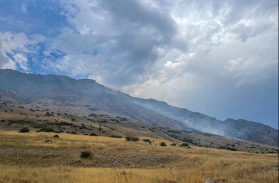 Hörümçəyi öldürmək istədi - 16 hektar meşəni yandırdı - FOTO