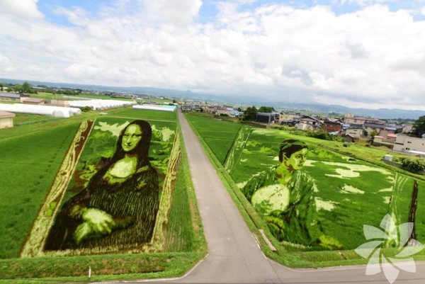 Sənət əsərinə çevrilən düyü tarlaları - FOTO