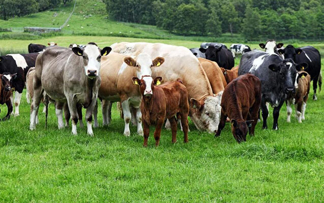 Heyvan bazarları bu tarixdən müvəqqəti bağlanır