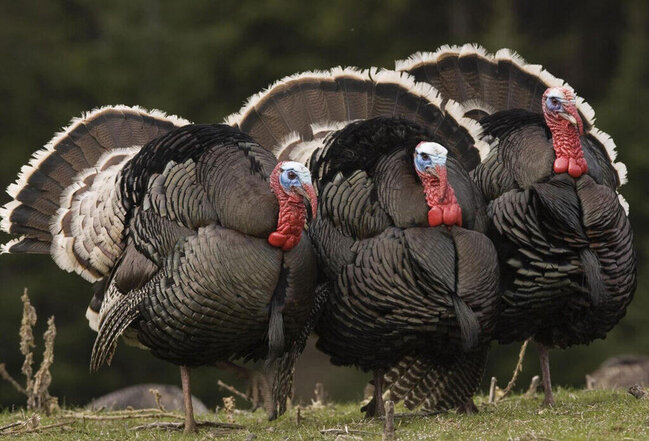 Bayramqabağı hinduşka ətinin qiymətində artım gözlənilir?