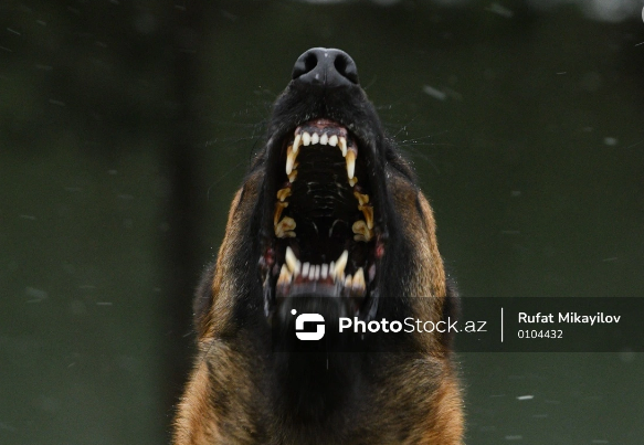 Goranboyda it qadını parçaladı