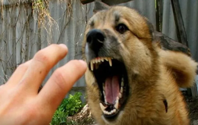 11 yaşlı uşaq quduzluqdan öldü, atasına cinayət işi açıldı