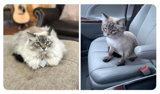 Bərbərxanadan çıxan heyvanlar - FOTOLENT