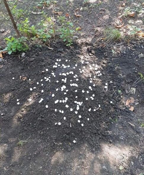 Zaqatalada iti şəkər yediyi üçün döyərək öldürüblər - FOTO