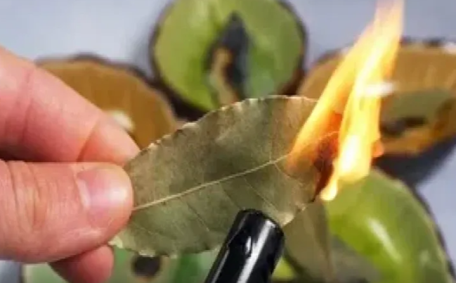 Sentyabrda üç tarixdə dəfnə yarpağı yandırın: həyatınızın necə dəyişdiyini görün