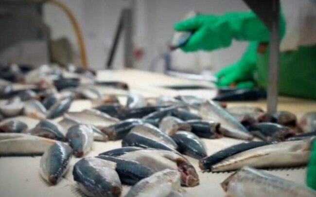 Azərbaycanda balıqçılıq sahəsində yeni müəssisələr fəaliyyətə başlaya bilər