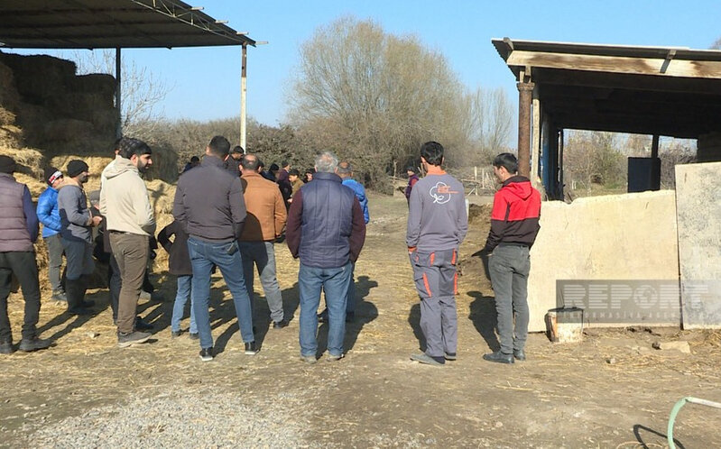 Saatlıda canavarlar kəndə hücum edib