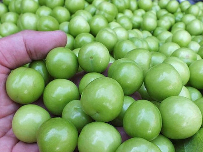 Alça kimlərə olmaz?