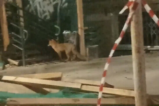 Meşəni tərk edən tülkü şəhəri gəzdi