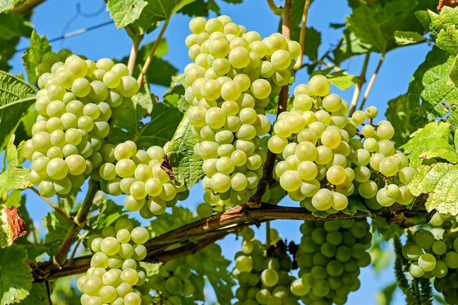 Azərbaycan Ukraynaya üzüm tədarükünü bərpa edib