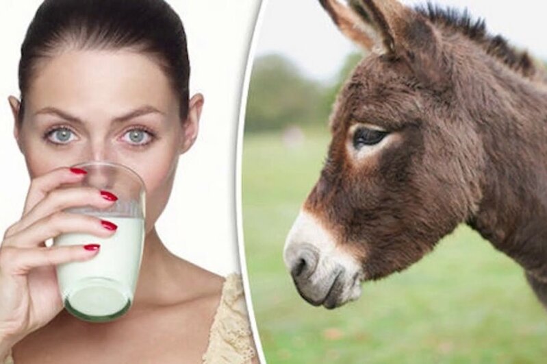 Eşşək südü qızılcanın DƏRMANIDIR?