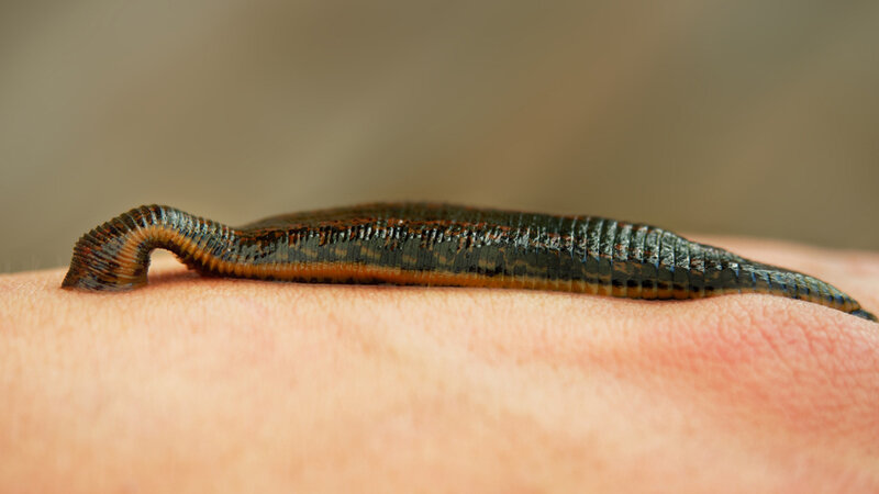 36 zəli tutdular, 3000 cərimə ödəyəcəklər