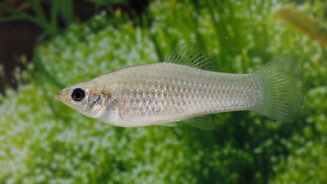 Kiçik balıq 100 min ildir özünü klonlaşdırır: Bu necə baş verir?