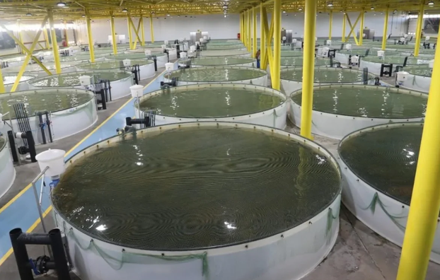 FAO Azərbaycana balıqçılıq təsərrüfatının inkişafı üzrə beşillik plan hazırlamağı təklif edib