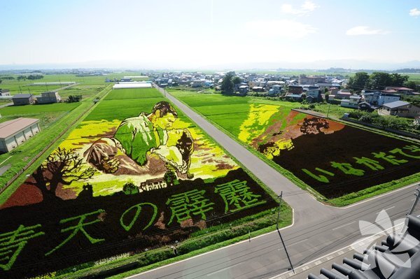 Sənət əsərinə çevrilən düyü tarlaları - FOTO