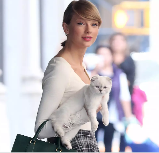 Pişiyinin sərvəti 97 milyon dollardır - FOTO