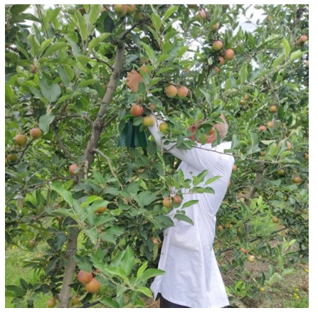 Şəki-Zaqatala bölgəsini zərərverici həşəratlar "zəbt edib": Dövlət qurumundan TÖVSİYƏ