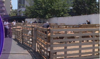 Qurban kəsmək kimlərə vacibdir? - AÇIQLAMA +VİDEO