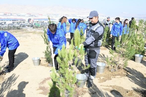Mövsümlə əlaqədar paytaxtda növbəti ağacəkmə aksiyası keçirildi - FOTO