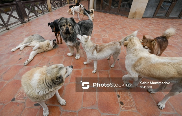 Gəncədə küçə itləri qadına HÜCUM ETDİLƏR