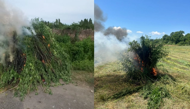 Ağdaş, Zaqatala və Qaxda səkkiz ton çətənə kolu məhv edilib