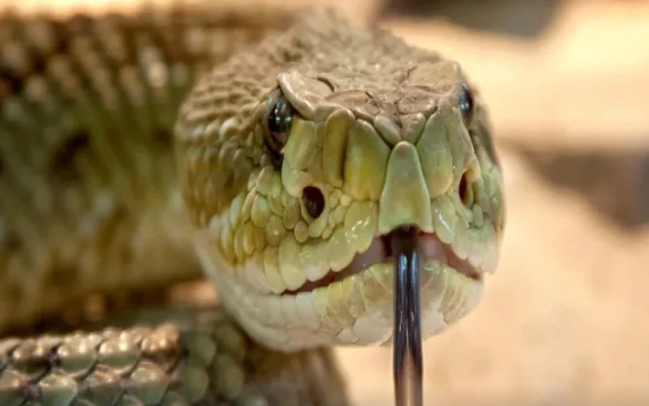 İlanlar aylarla necə ac yaşayırlar? - Elm adamları sirri tapdı