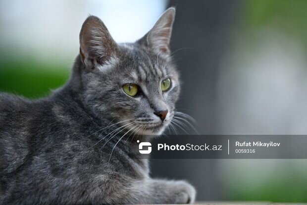 Bakıda 17 min manata pişik satılır - VİDEO